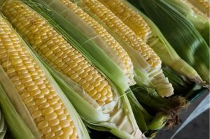 Corn33