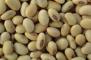 SoyaBean2